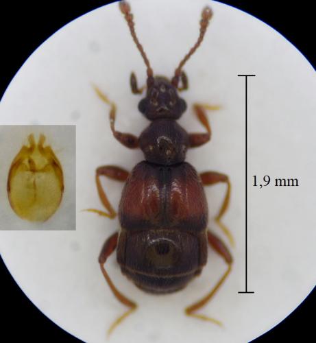 Brachygluta exigua